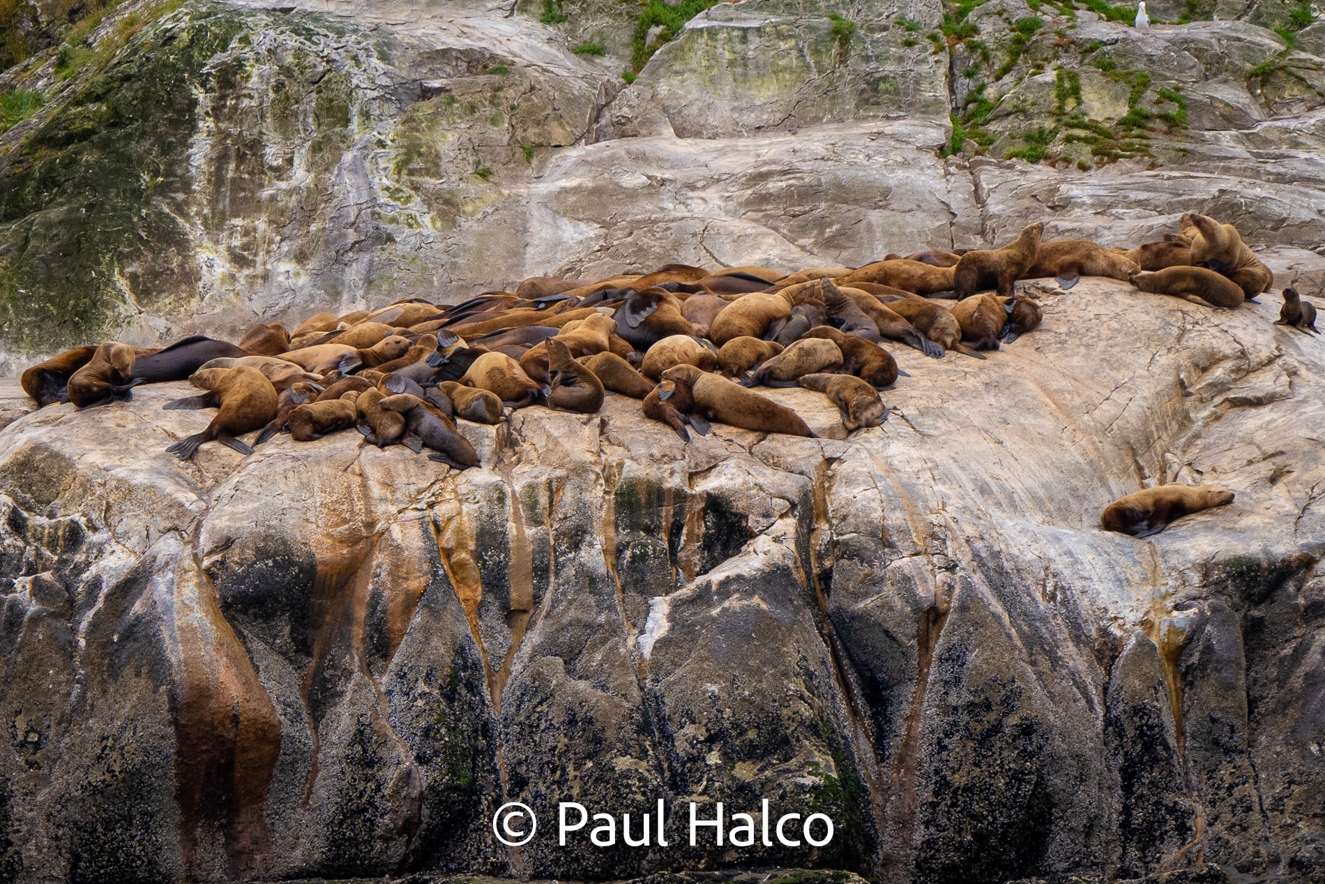 Paul Halco - Glacier Bay NP-9